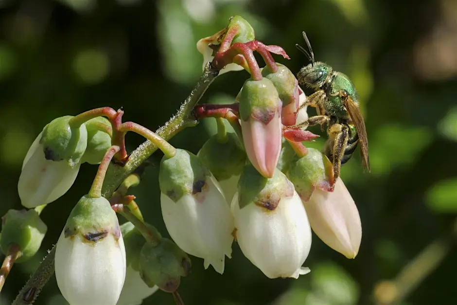 Closeup photo of a Green Metallic Sweat Bee pollinating blueberry flowers.