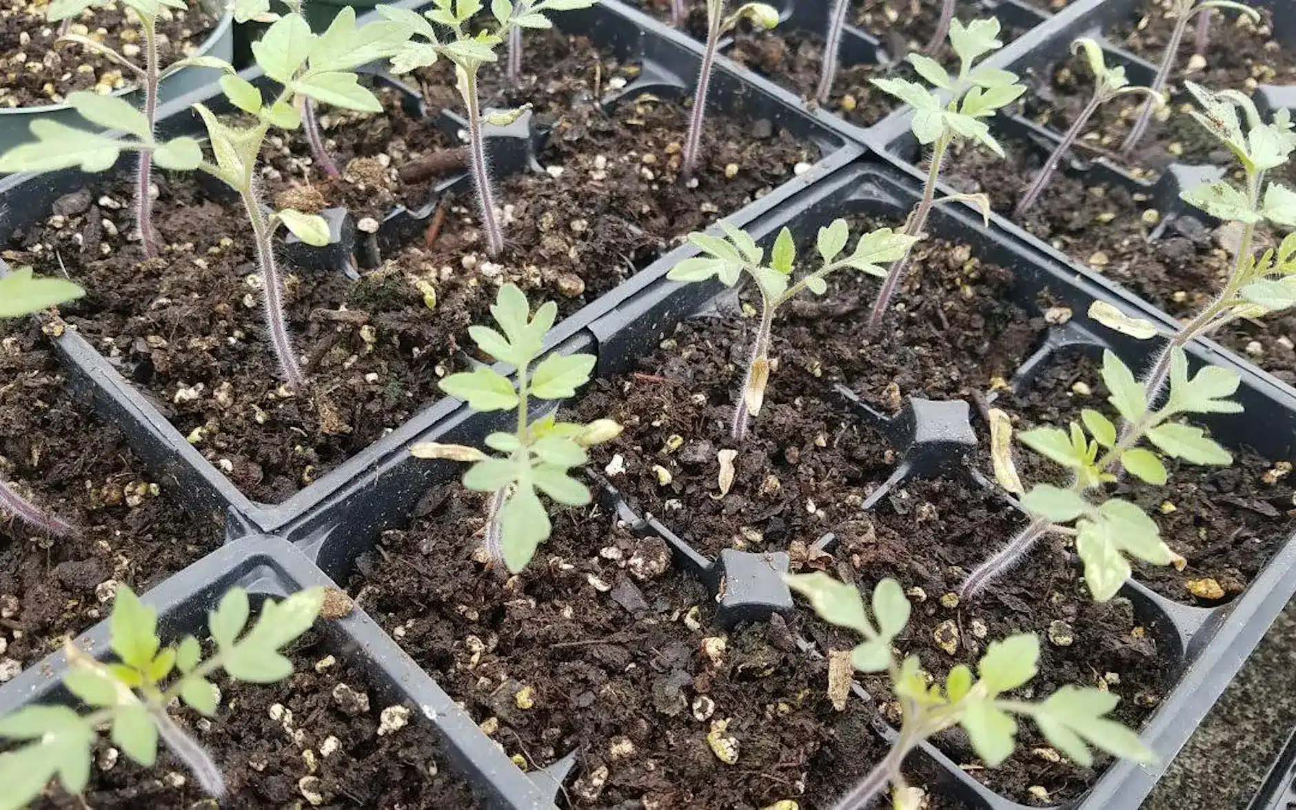 Plants sprouting from soil in rectangular buckets