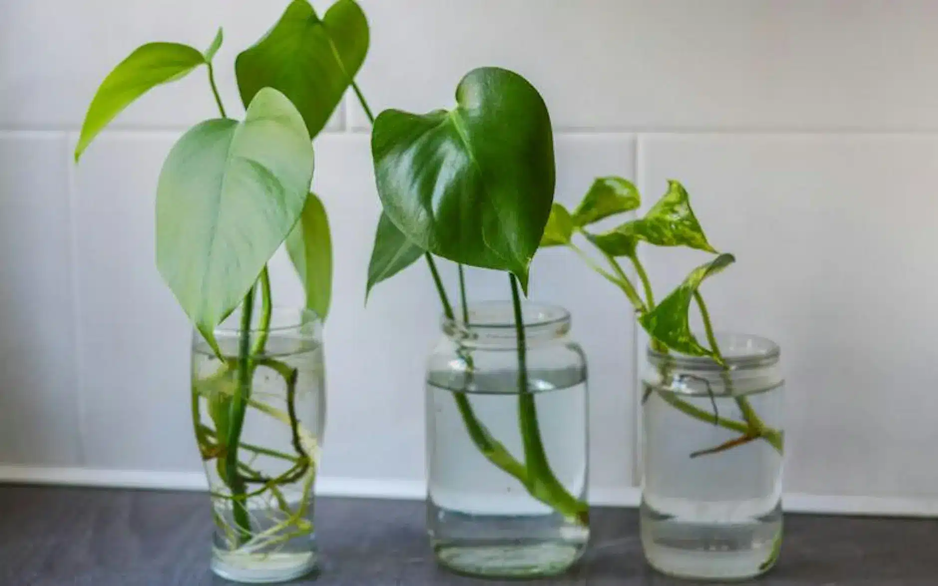 Three glass jars on a counter filled with water with propagated plants sitting inside them