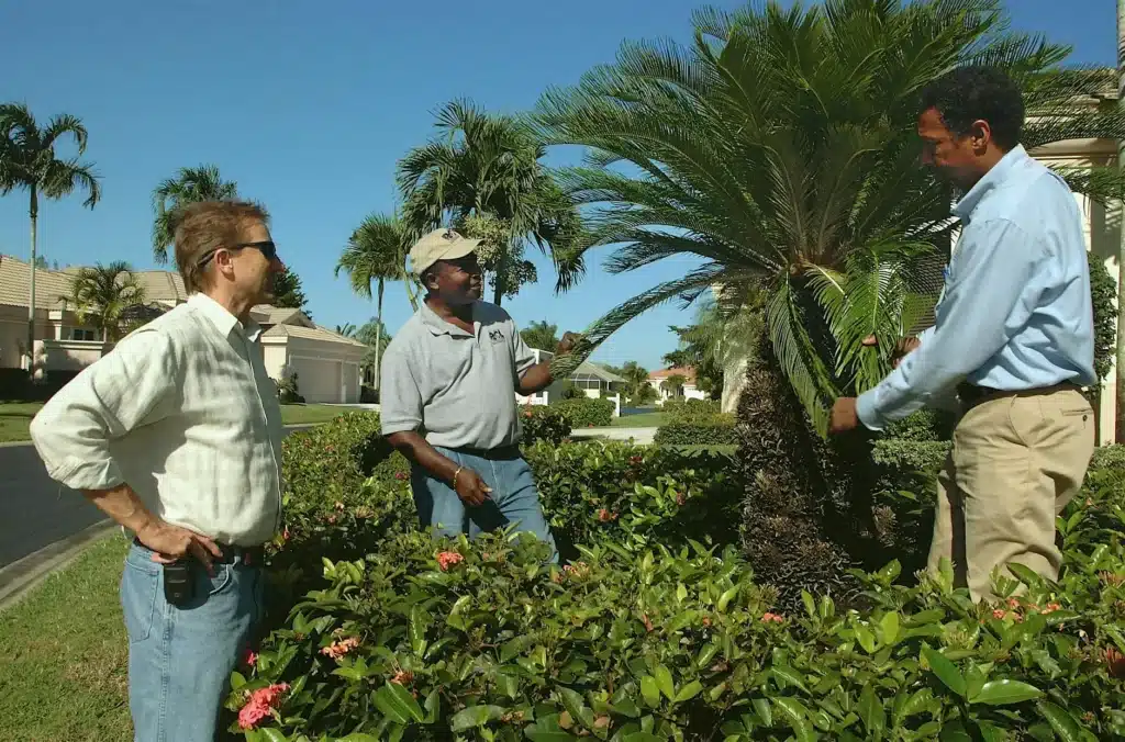 Three men standing in bushes inspecting a small palm tree in Florida
