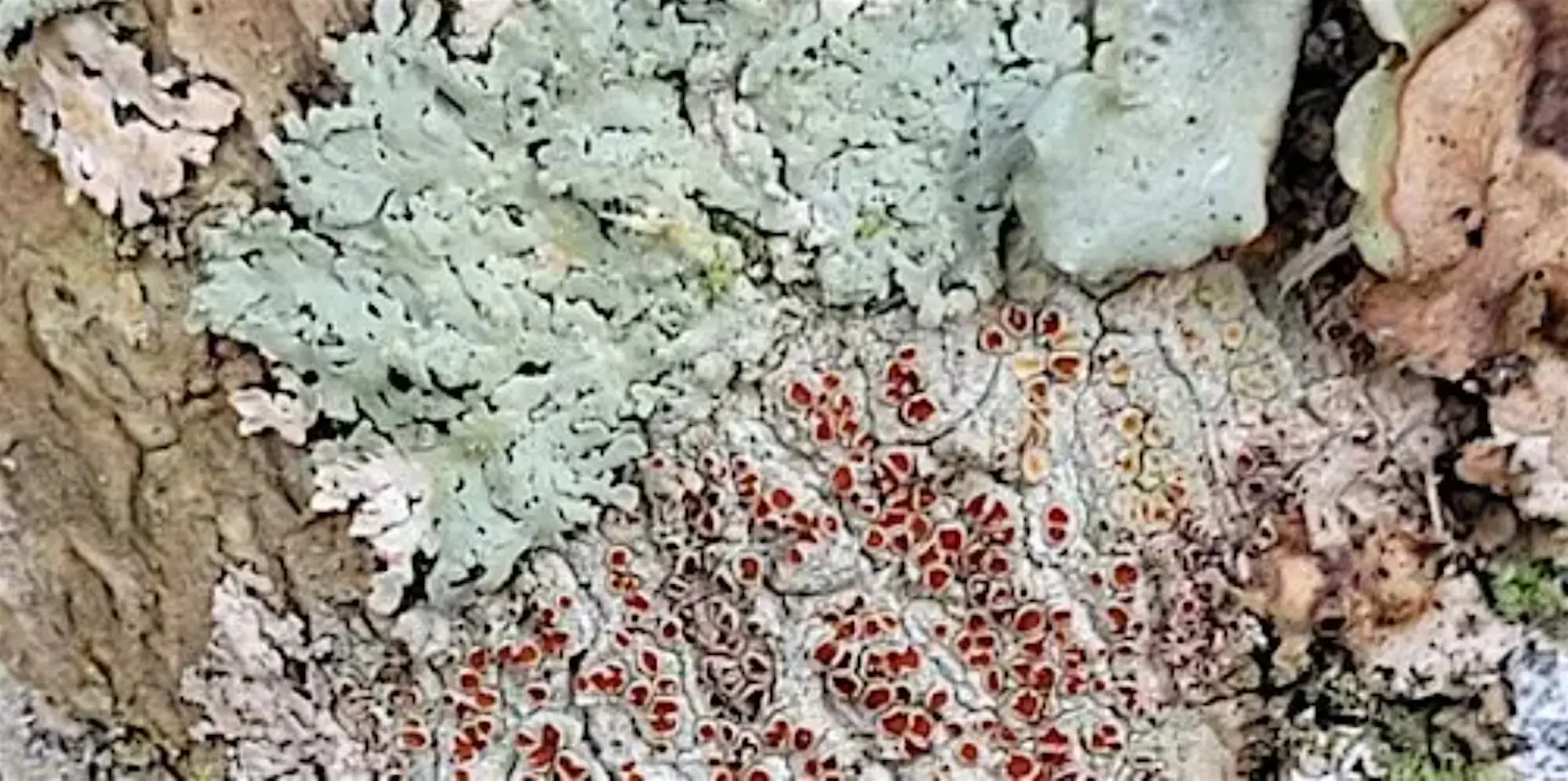 Closeup photo of green, red and white lichen growing on a log